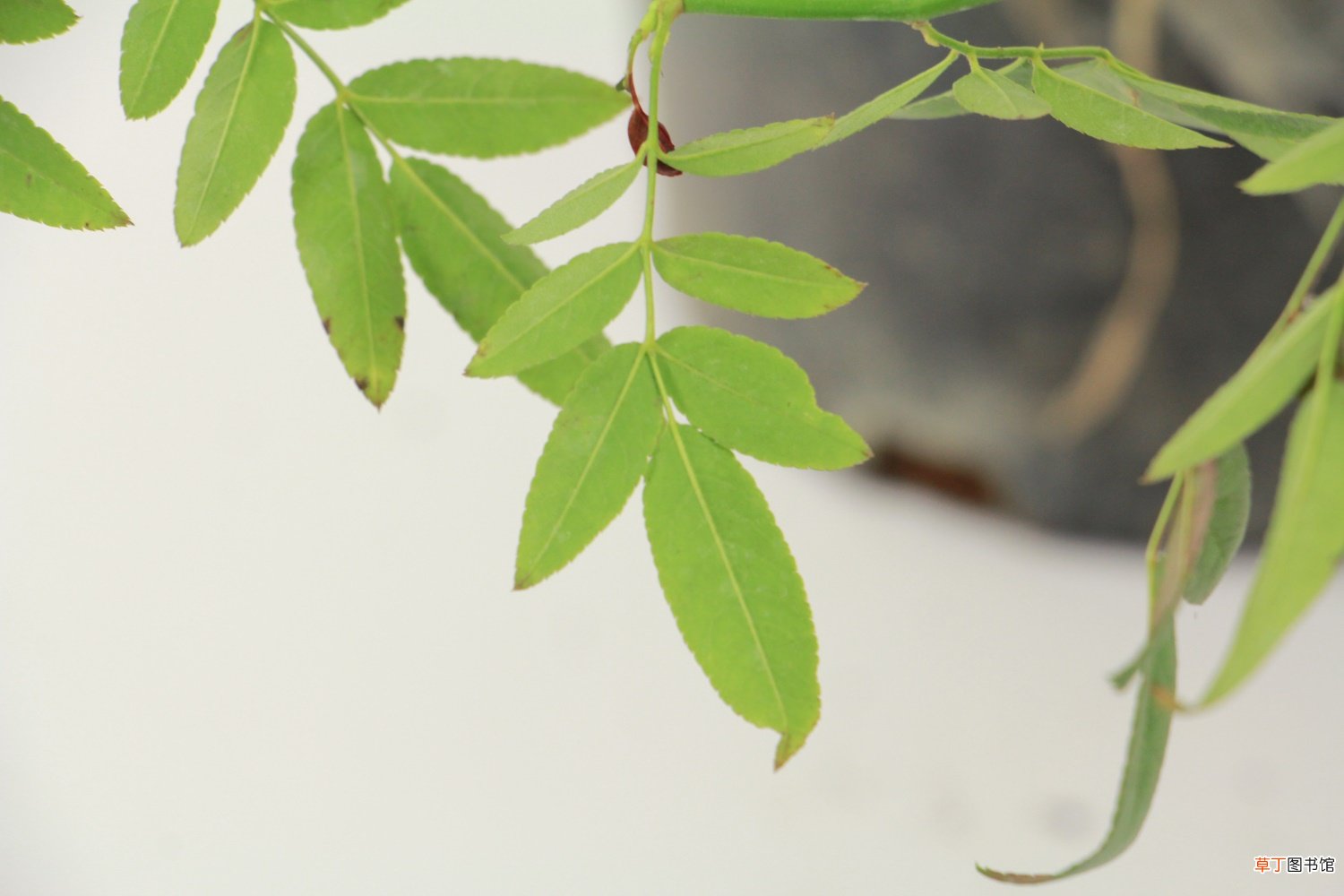 甜蜜红木香的种植方法