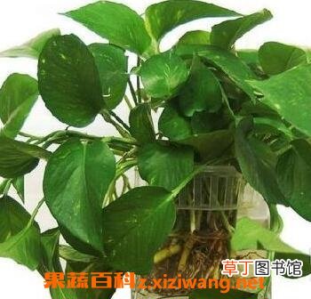 绿萝的养殖方法与注意事项