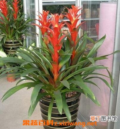 凤梨花的养殖方法与注意事项