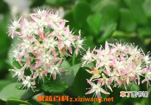 玉树的养殖方法与注意事项