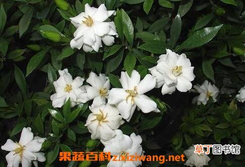 栀子花的功效与作用及禁忌