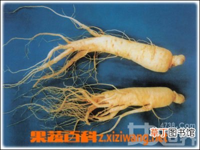 花旗参的功效
