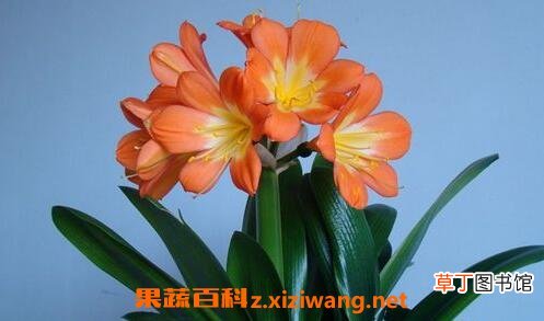 君子兰的养殖方法与注意事项