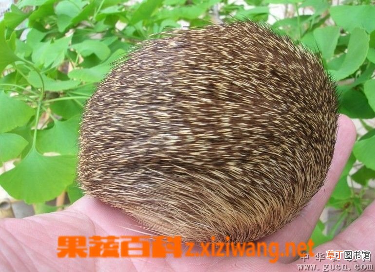 麝香的功效与作用