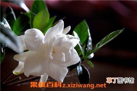 栀子花的养殖方法 养殖栀子花要注意哪些