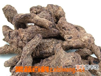 生地黄的作用和副作用