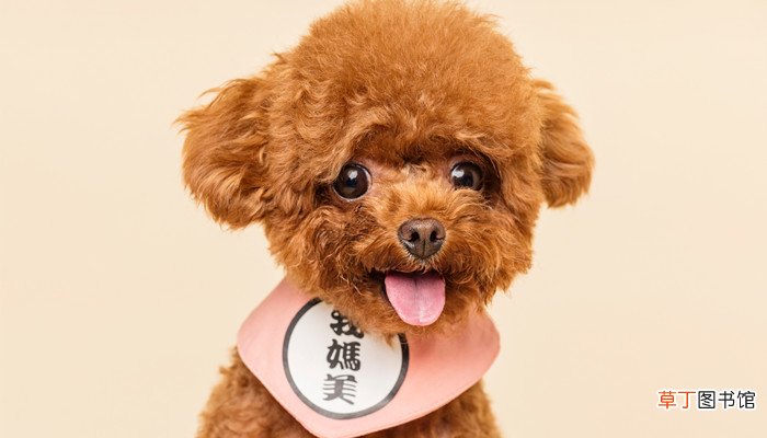梦见狗咬我屁股不松口