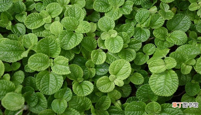 梦见绿色植物