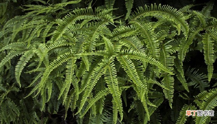 梦见绿色植物