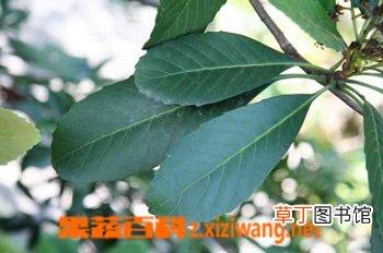枇杷叶的功效