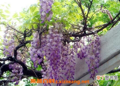 紫藤花怎么种植 紫藤花的养殖方法