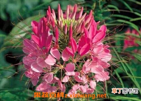 醉蝶花图片 醉蝶花的养殖方法