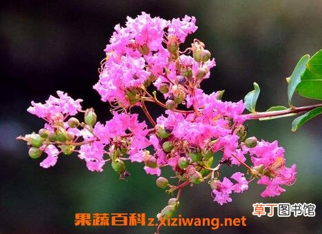 紫薇花冬天怎么养 紫薇花的养殖方法和注意事项