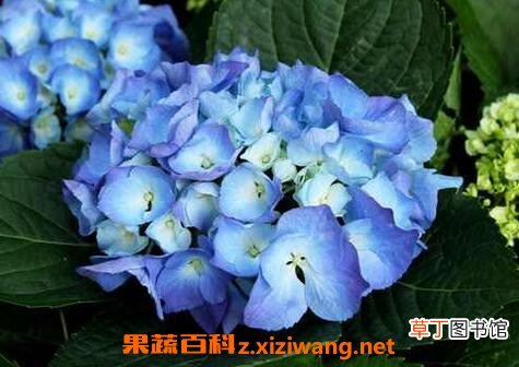 紫阳花怎么养 紫阳花养殖方法技巧