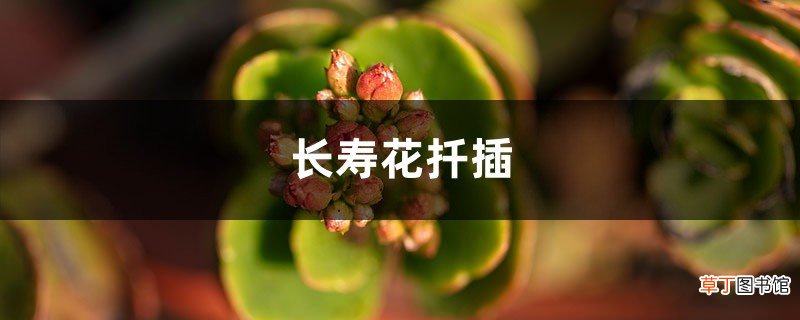 长寿花扦插