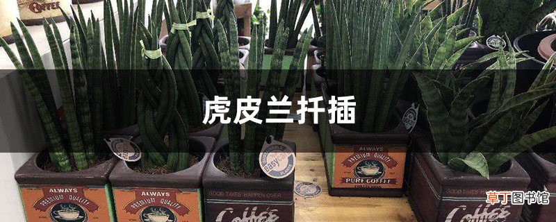 虎皮兰扦插
