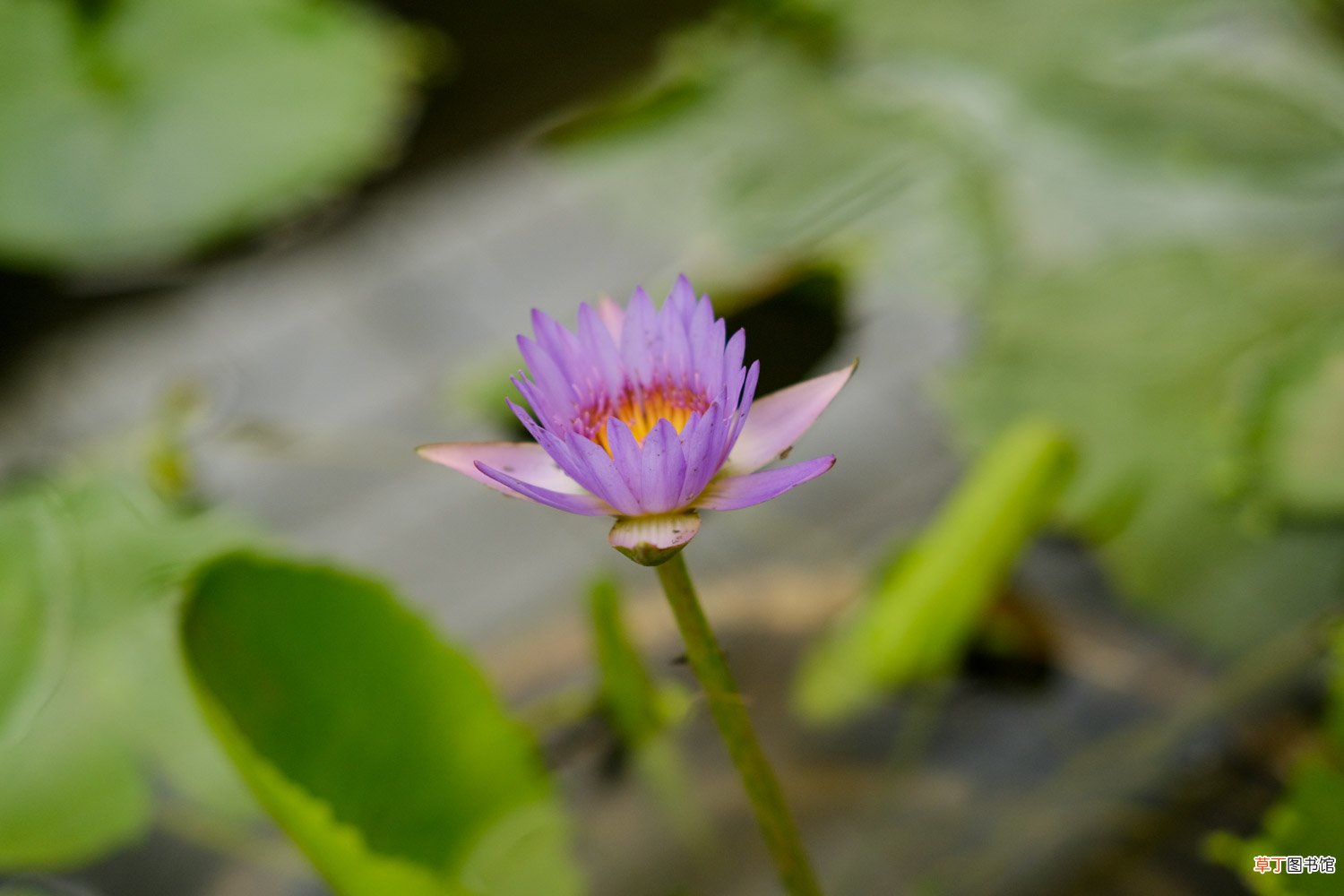 睡莲种植
