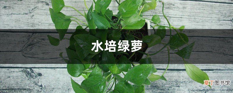 水培绿萝