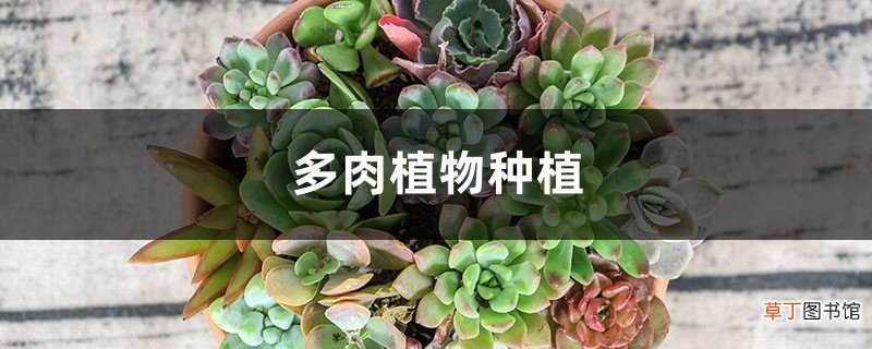 多肉植物种植