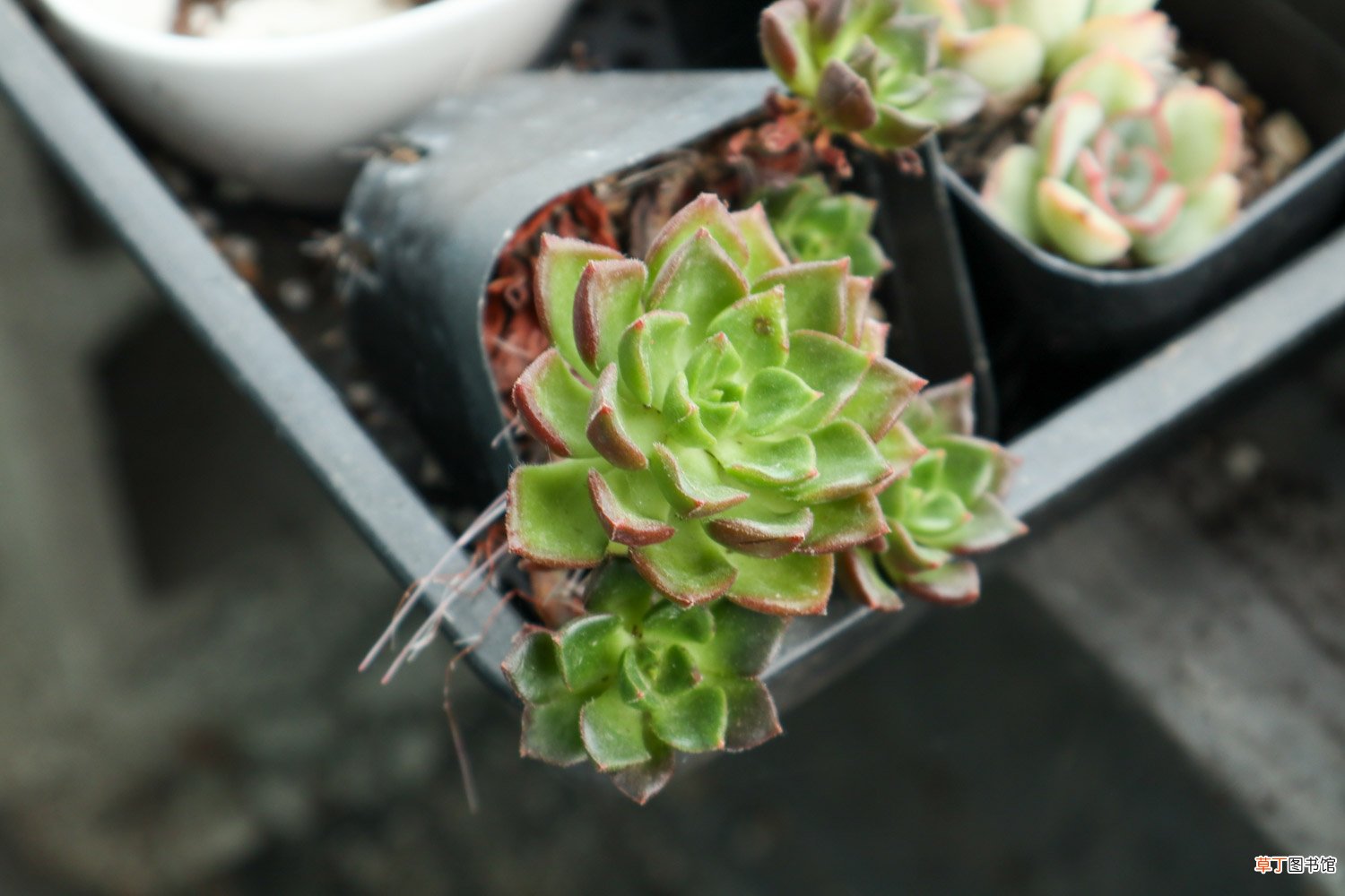 多肉植物种植