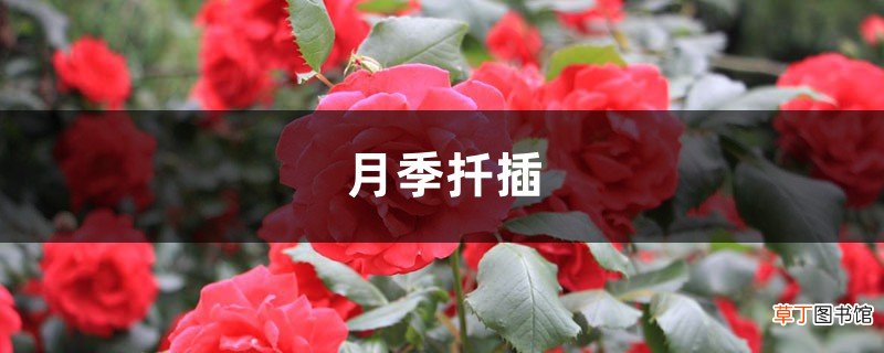 月季扦插