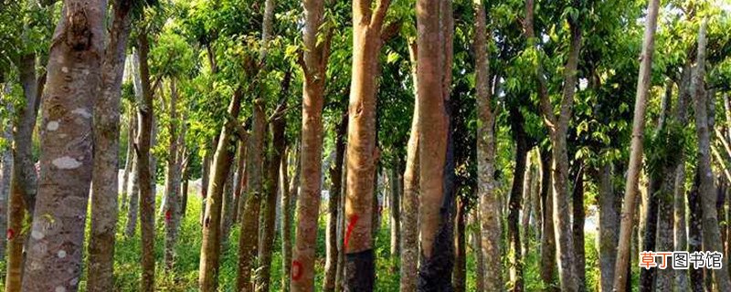 沉香树种植