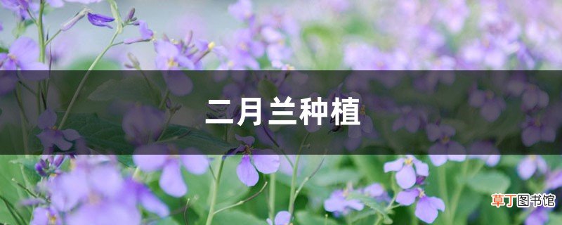 二月兰种植