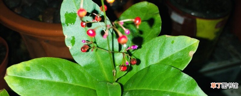名贵药材种植