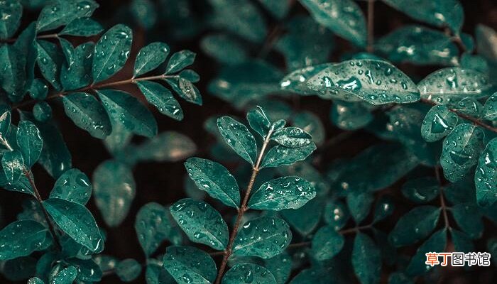 女人梦见下大雨是什么预兆