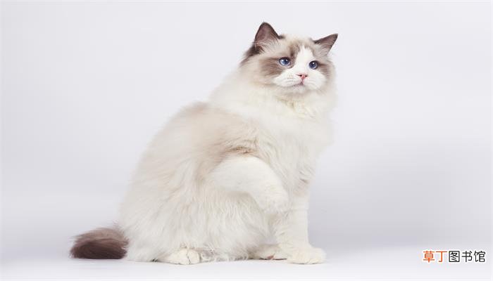 梦见被猫抓伤是什么预兆