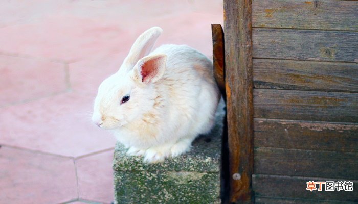孕妇梦见白色兔子是什么预兆
