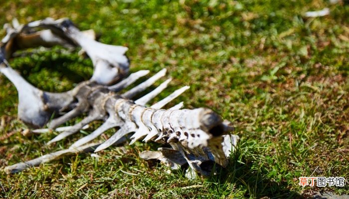 梦见焚烧死人是什么兆头