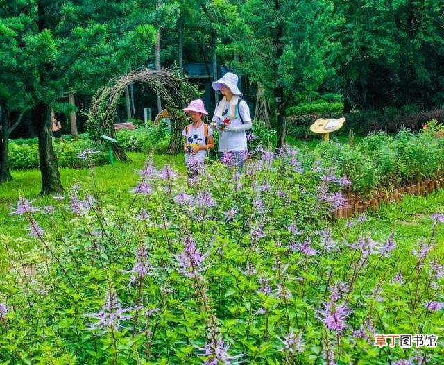笔架山公园趣味植物迷你花园,90余种趣味植物等你来