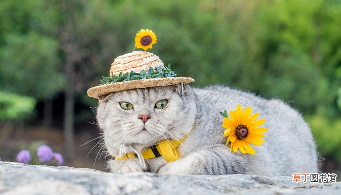 女人梦见猫生宝宝