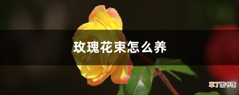 玫瑰花束怎么养