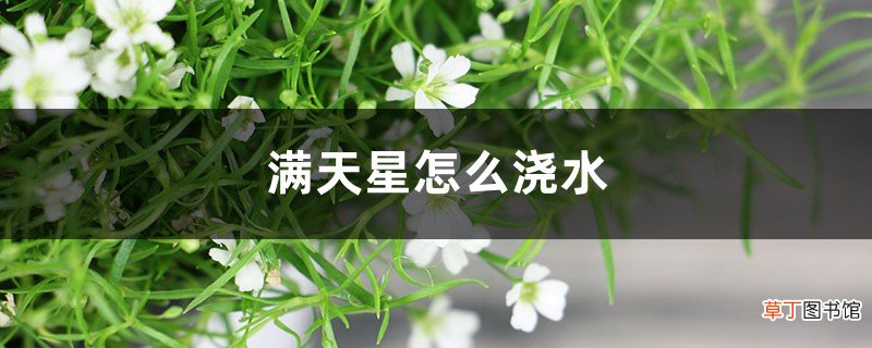 满天星怎么浇水