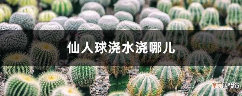 附浇水方法 仙人球浇水浇哪儿