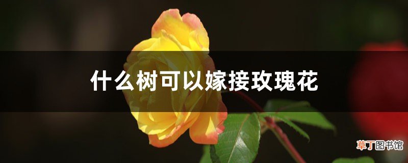 玫瑰花可以嫁接什么树，该怎么嫁接？