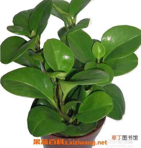 碧玉的养殖方法 养殖碧玉的注意事项