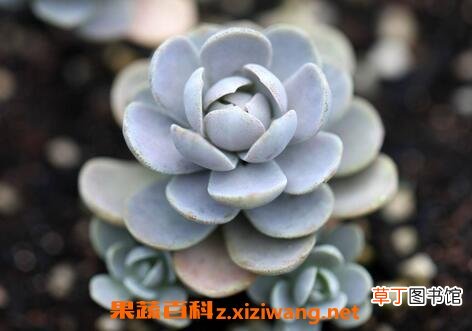 子持莲花养殖方法 子持莲花怎样枝插