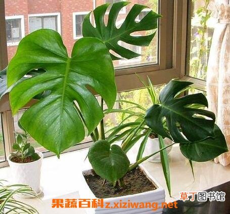 龟背竹的养殖方法和注意事项