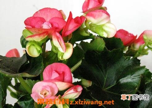 竹节秋海棠花的养殖方法