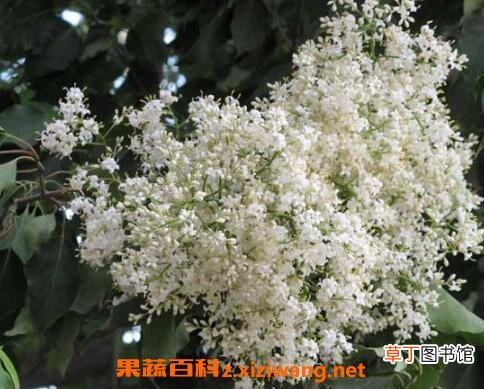 六月雪如何养殖 分享六月雪的养殖方法
