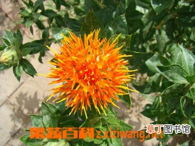 藏红花的副作用