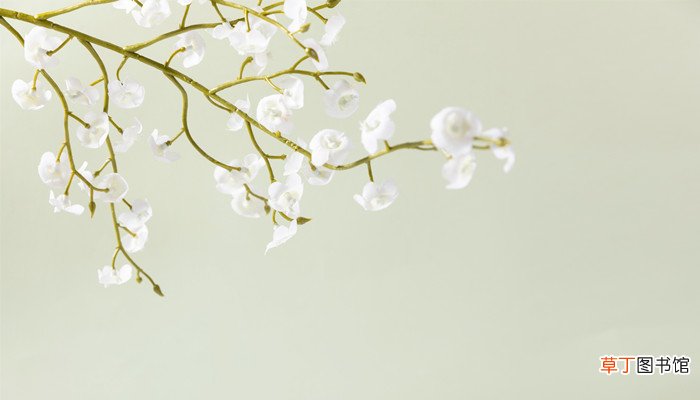 梦见玉兰花开是什么预兆
