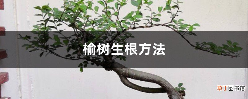 榆树的生根方法