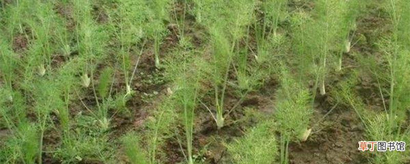 茴香怎么种