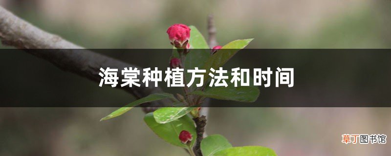 海棠种植方法和时间