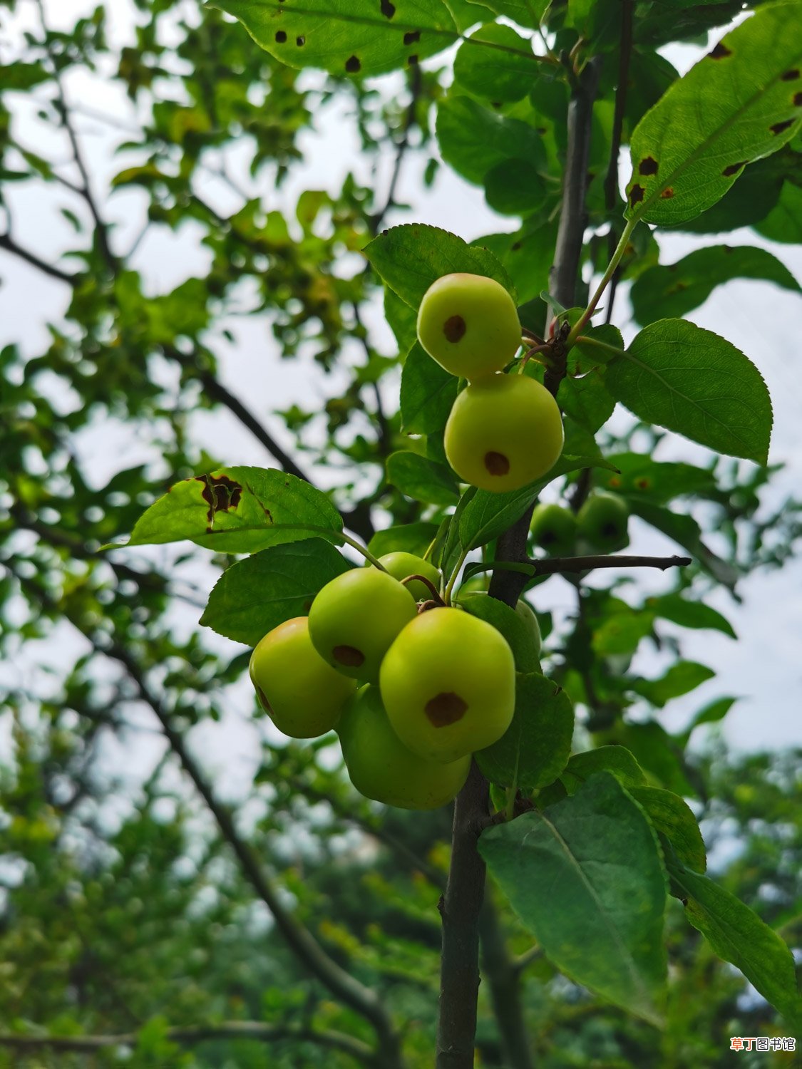 海棠种植方法和时间