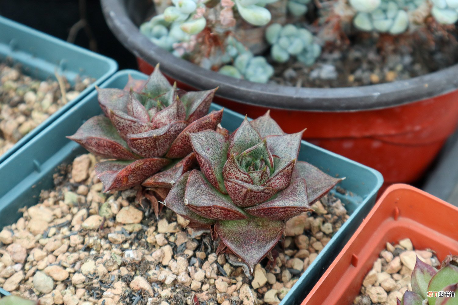 多肉植物开花要不要剪